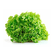 Lechuga-Crespa-