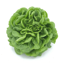 Lechuga-Viva-x-1un