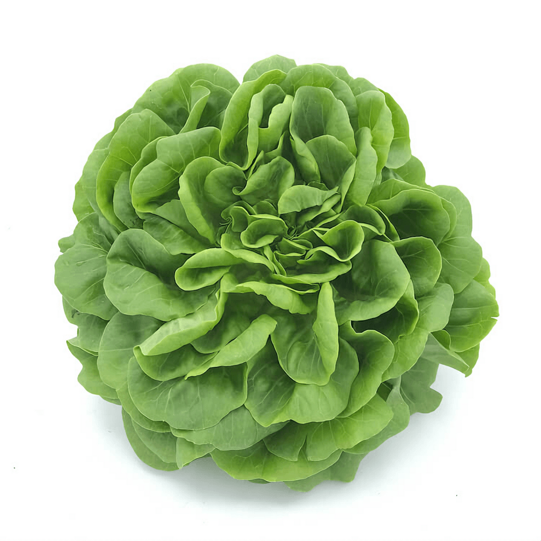 Lechuga Viva x 1un